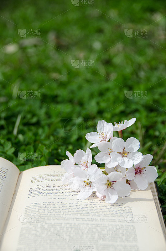 书和鲜花