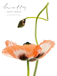 多头虞美人| 展翅高飞