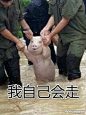 这只受灾的猪被做成表情包了！有点心疼_新闻_腾讯网