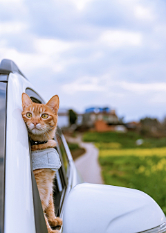 小小丘采集到猫咪收集