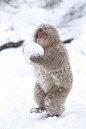 才知道小猴子也会打雪仗啊！！！萌萌的！！！“你给我等着，等我滚个大的丢你！” ​​​​