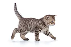 点击来源直接获取大图文件 |Grey cat kitten walking gracefully along white background