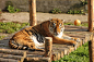 Siberian tiger by GrayLynx