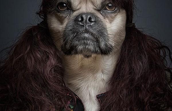 有趣的拟人化肖像照片：潇洒的狗哥-女人频...