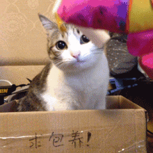 瓜皮的id酱的照片 - 微相册
