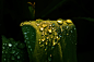 Water drops on tulip leafs by Filipoe on deviantART