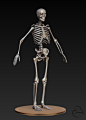 Misc - Human Skeleton by ~Peet-B on deviantART
