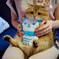 这只来自俄罗斯的橘猫叫Hosico，就喜欢吃和睡，还懒得动。主人也表示很无奈，这次真的不怪奶奶喂得多啊(ins:hosico_cat) ​​​​