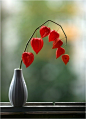 鲜艳串红，独秀一枝。生命是享受每个当下~早晨！
