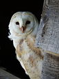 featheroftheowl:

Barn Owl byJohn JK Kelly