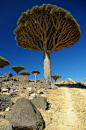 龙血树。也门岛屿。