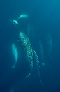 鲸目·齿鲸亚目·一角鲸科·一角鲸属：一角鲸（独角鲸）