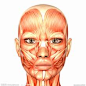 面部肌肉_百度图片搜索