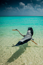 libutron:

Velassaru heron | ©Mats Carduner  (Maldives)