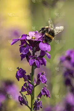 大黄蜂,自然,蜜蜂,红色,禅宗,社会意识符号,春夏系列,垂直画幅,留白,芳香的
