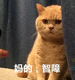 橘猫暗中观察表情包1 