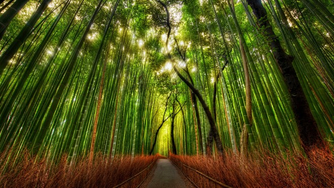 竹林路-高清晰竹子林间小道壁纸封面大图