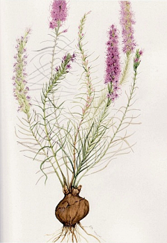 hs0lf_蜕变采集到花等画
