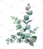 水彩向量花束与绿色的桉树叶和树枝。