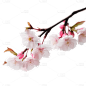 浪漫粉色樱花花朵