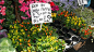 不止荷兰有花卉市场——性感的鲁顿花卉市场