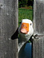 countrywisher:

Hello!
