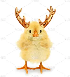 疯狂的小鸡圣诞老人的驯鹿与金鹿角的流行概念想法照片孤立在白色背景有趣的人物。圣诞快乐角小鸡助手海报