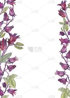 芙蓉花和水果，手绘水彩画，白色背景.