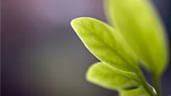 绿色护眼洒满阳光的绿叶桌面高清壁纸桌面壁纸4