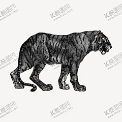 矢量手绘线条老虎插画 【酷图网】手绘老虎,矢量老虎,卡通老虎,老虎插画,老虎插图,线条老虎,线描老虎,黑白老虎,艺术老虎,老虎素描,猛虎,虎年