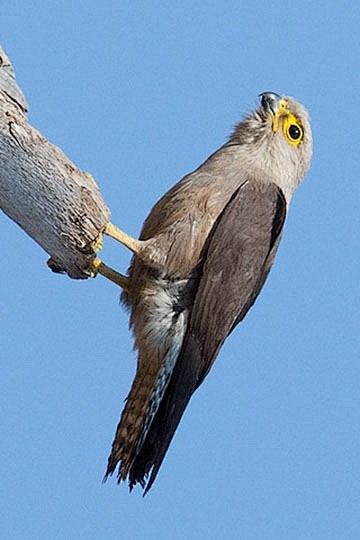 隼形目·隼科·隼属:灰头隼