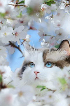 夙荀采集到动物世界-猫猫