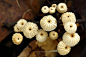 野生菌 小皮伞（Marasmius rotula） 常见木栖腐生菇类之一种，生长于该地区四季的低海拔林区。