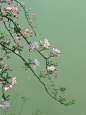 湖边的垂丝海棠 - 小红书