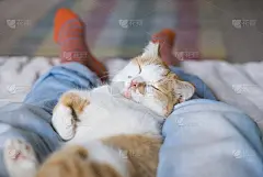 可爱的猫睡在人的腿上