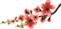 【花花素材】@和色 #仅整理#侵删#