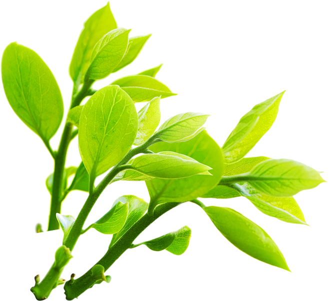 leaves