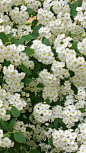 Bridal Veil Spirea