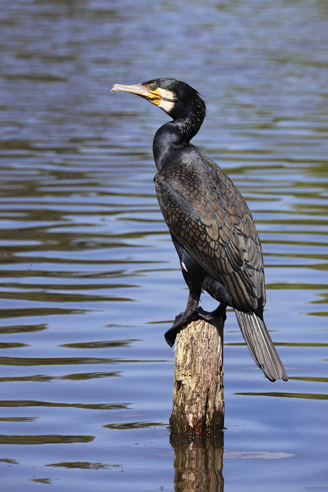 鲣鸟目鸬鹚科鸬鹚属普通鸬鹚