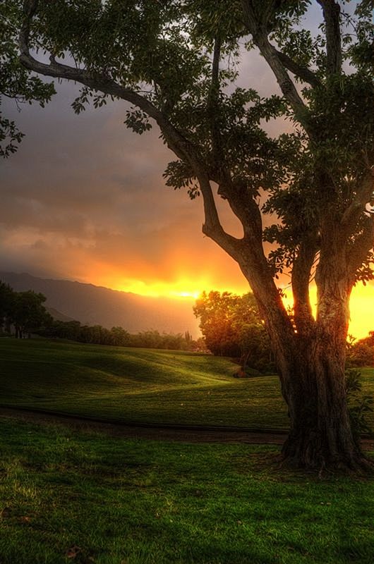 桉树，考艾夏威夷和 日落 