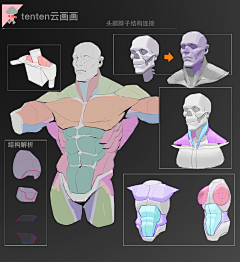 寂寥的浪客采集到人体肌肉体块