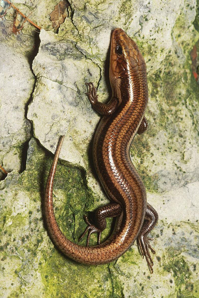 蜥蜴目石龙子科石龙子属五线石龙子