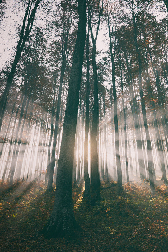 (11) Tumblr