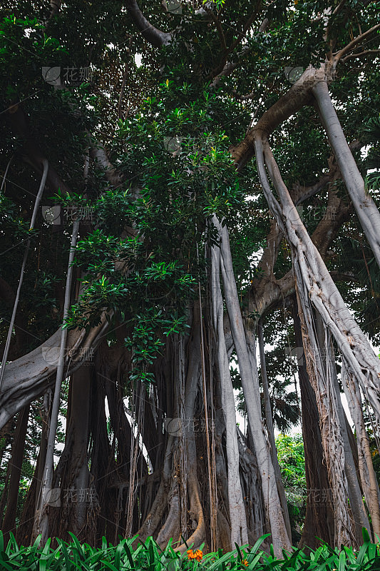大叶榕(Ficus macrophylla f. columnaris)，生长在热带公园的巨型树种