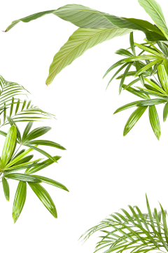赫棠采集到植物