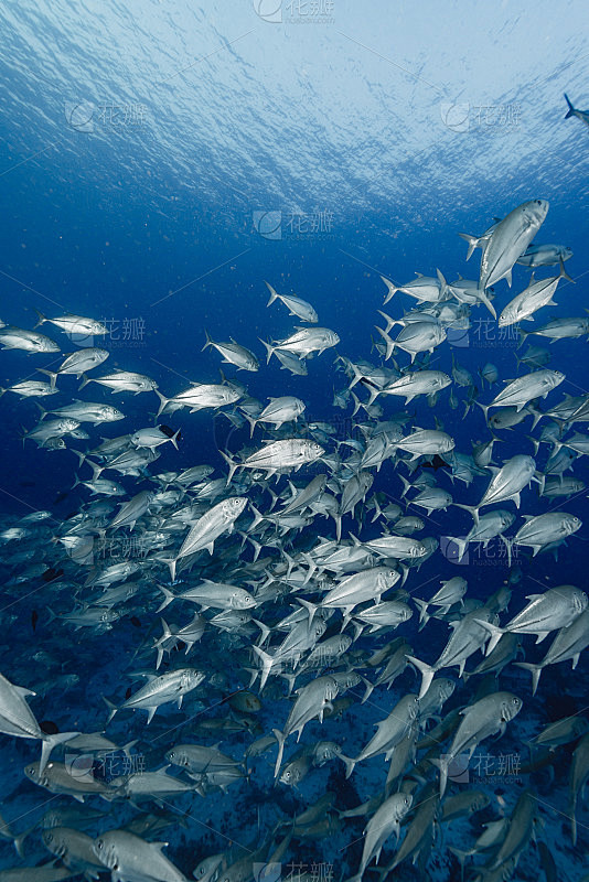 School of Bigeye tre...