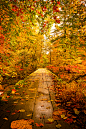 lifeisverybeautiful:

via Warm Path Yu Brook - 湯ノ沢 by Jason Arney / 500pxAutumn Leaves


❤️