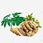 中医药材 免抠png 设计图片 免费下载 页面网页 平面电商 创意素材