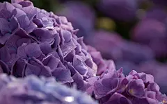 美丽清雅的绣球花壁纸_360图片