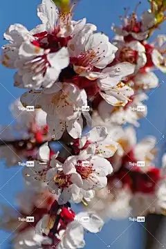 宏 花朵 盛开 春天 苹果树 白 夏天 花园 花壁纸 花卉